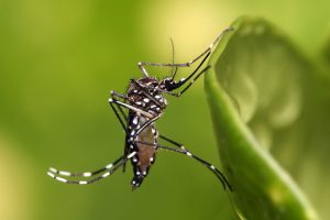Aedes aegypti mosquito in Dar es Salaam, Tanzania, 2009. Photo by Muhammad Mahdi Karim, Wikipedia Commons